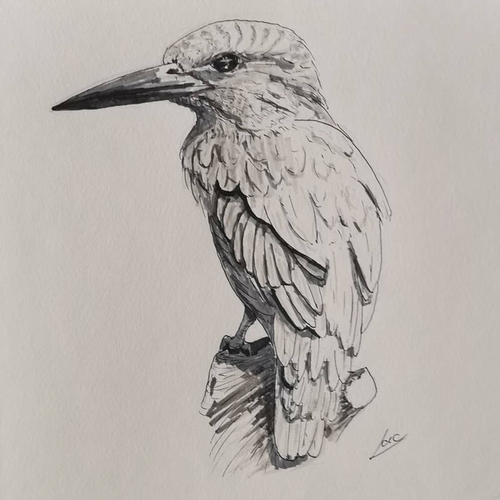 Hand drawn illustration of a bird